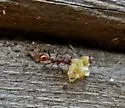 Tennessee Collared Ant - photo 3