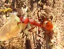 Tennessee Collared Ant - photo 4