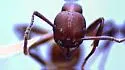 Tennessee Collared Ant - photo 5