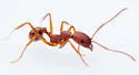 Aphaenogaster texana