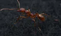 Aphaenogaster texana - photo 2