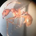 Aphaenogaster texana - photo 3
