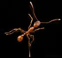 Aphaenogaster texana - photo 4