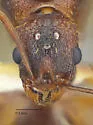 Aphaenogaster texana - photo 5