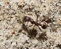 Aphaenogaster treatae