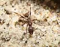 Aphaenogaster treatae - photo 2