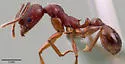 Aphaenogaster treatae - photo 3