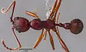 Aphaenogaster treatae - photo 4