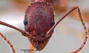 Aphaenogaster treatae - photo 5