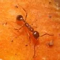 Aphaenogaster umphreyi