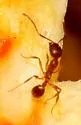 Aphaenogaster umphreyi - photo 2