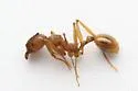 Aphaenogaster umphreyi - photo 3
