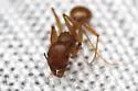 Aphaenogaster umphreyi - photo 4