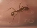 Aphaenogaster umphreyi - photo 5