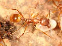 Aphaenogaster N22b
