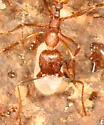 Aphaenogaster N22b - photo 2