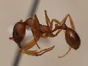 Aphaenogaster N22b - photo 3