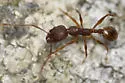 Aphaenogaster N22b - photo 4