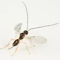Aphaereta pallipes