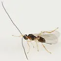 Aphaereta pallipes - photo 4