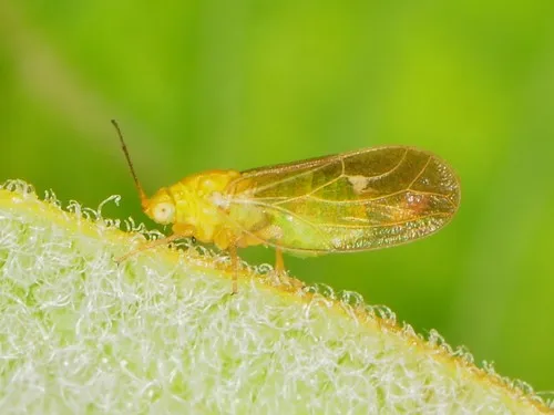 Aphalaridae - photo 3