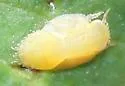Aphalaroida masonici