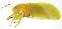 Aphalaroida spinifera - photo 5