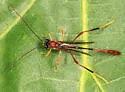 Aphanistes rheumapterae
