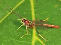 Aphanistes rheumapterae - photo 2