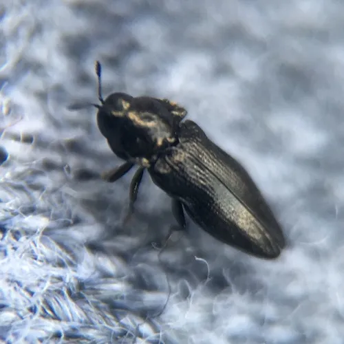 Aphanisticus cochinchinae - photo 2