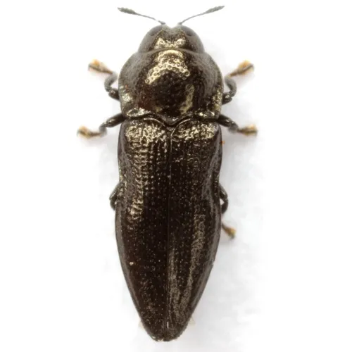 Aphanisticus cochinchinae - photo 3