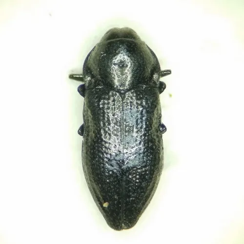 Aphanisticus cochinchinae - photo 5