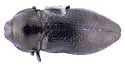 Aphanisticus congener - Aphanisticus congener