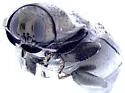 Aphanisticus congener - photo 3