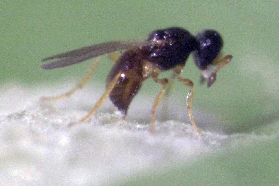 Aphanomerus pusillus - photo 2