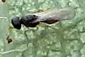 Aphanomerus rufescens