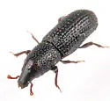 Aphanommata tenuis - Aphanommata tenuis
