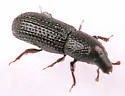 Aphanommata tenuis - photo 2