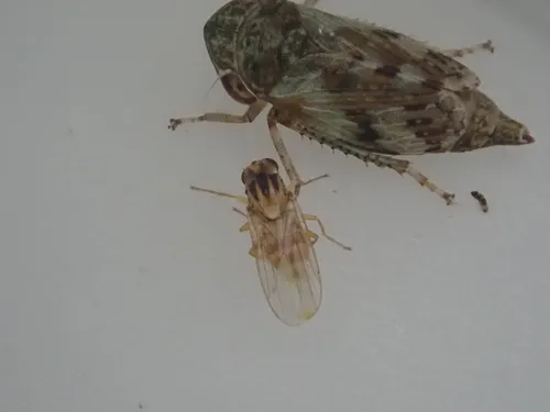 Hutton's flower fly