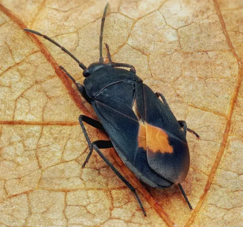 Aphanus rolandri