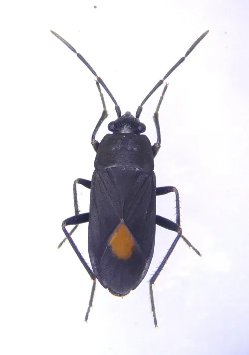 Aphanus rolandri - photo 2
