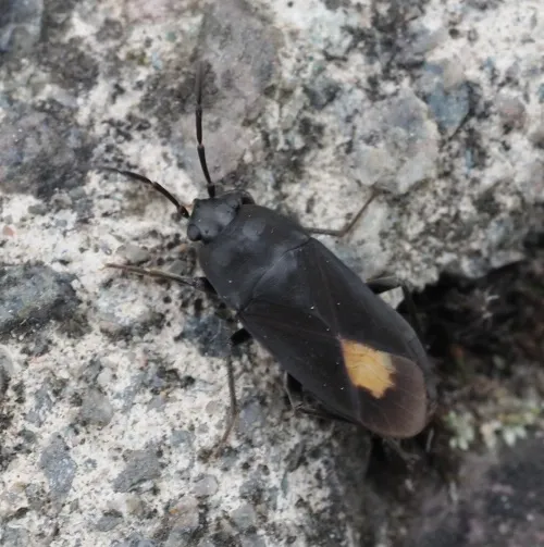 Aphanus rolandri - photo 3