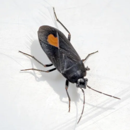 Aphanus rolandri - photo 4