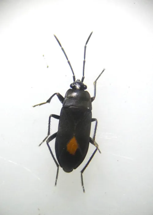 Aphanus rolandri - photo 6