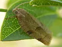 Wide-striped Leafroller - Hodges#3675