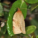 Wide-striped Leafroller - Hodges#3675 - photo 3