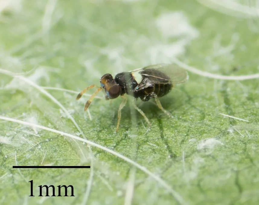 Aphelinidae - Aphelinidae