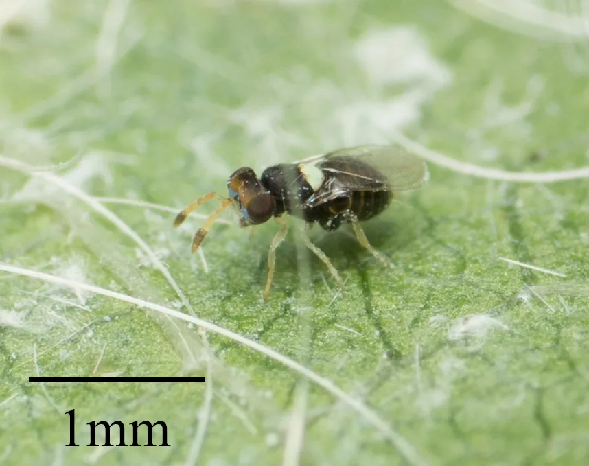 Aphelinidae - photo 3