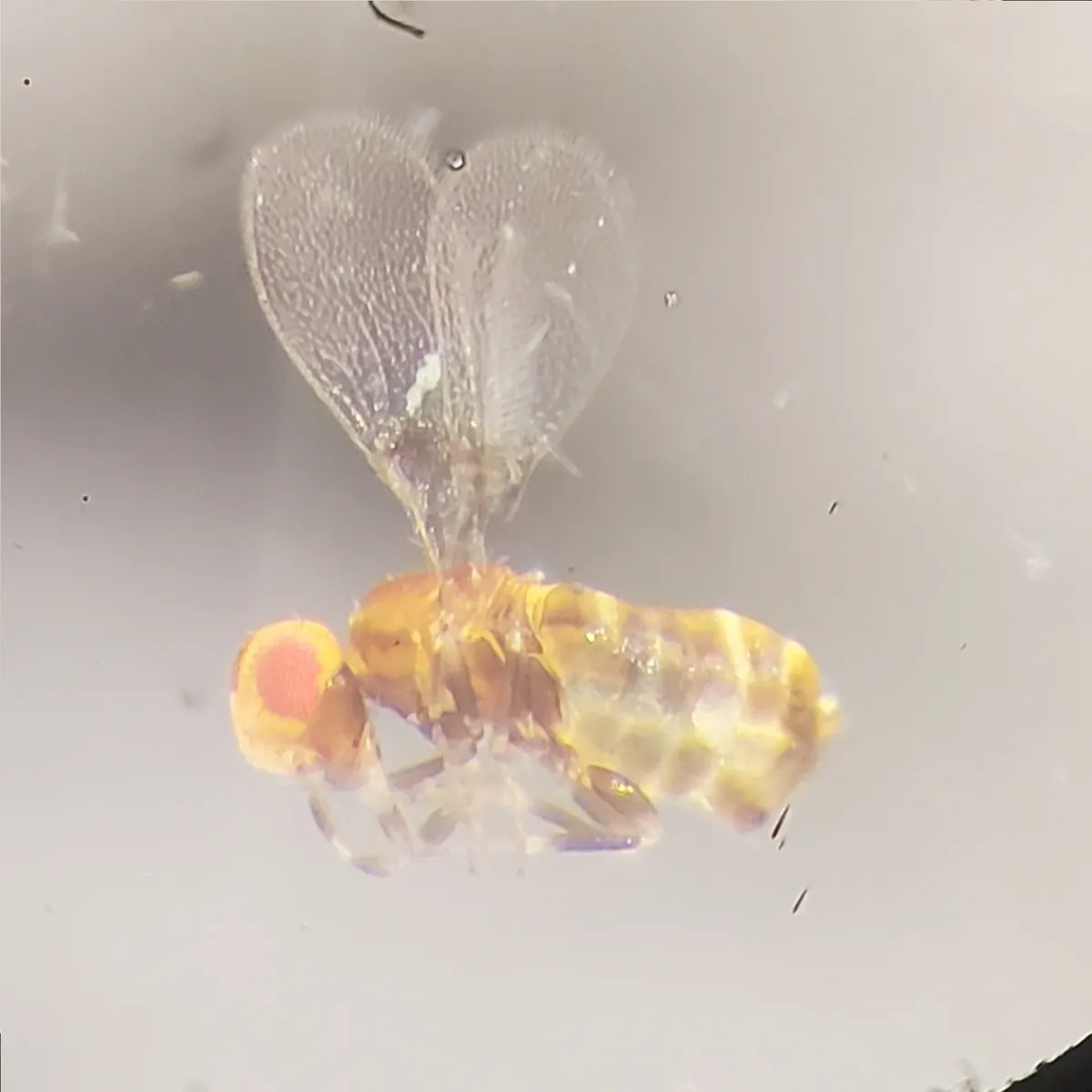 Aphelinoidea plutella - photo 3