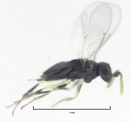 Aphelinus humilis